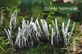 Xylaria hypoxylon-amf1938